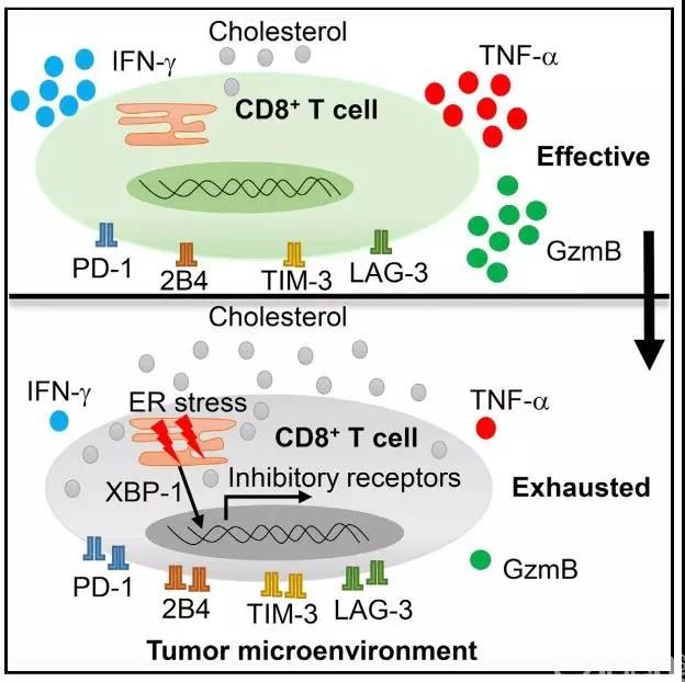 《细胞》子刊：胆固醇竟打压免疫系统！华人科学家发现高胆固醇会疯狂踩T细胞的刹车，抑制T细胞抗癌活性，他汀或有望解围｜科学大发现